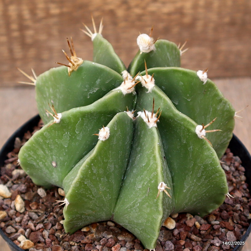 A3351 ASTROPHYTUM ORNATUM pot14-H8-W10 cm MaMa Cactus
