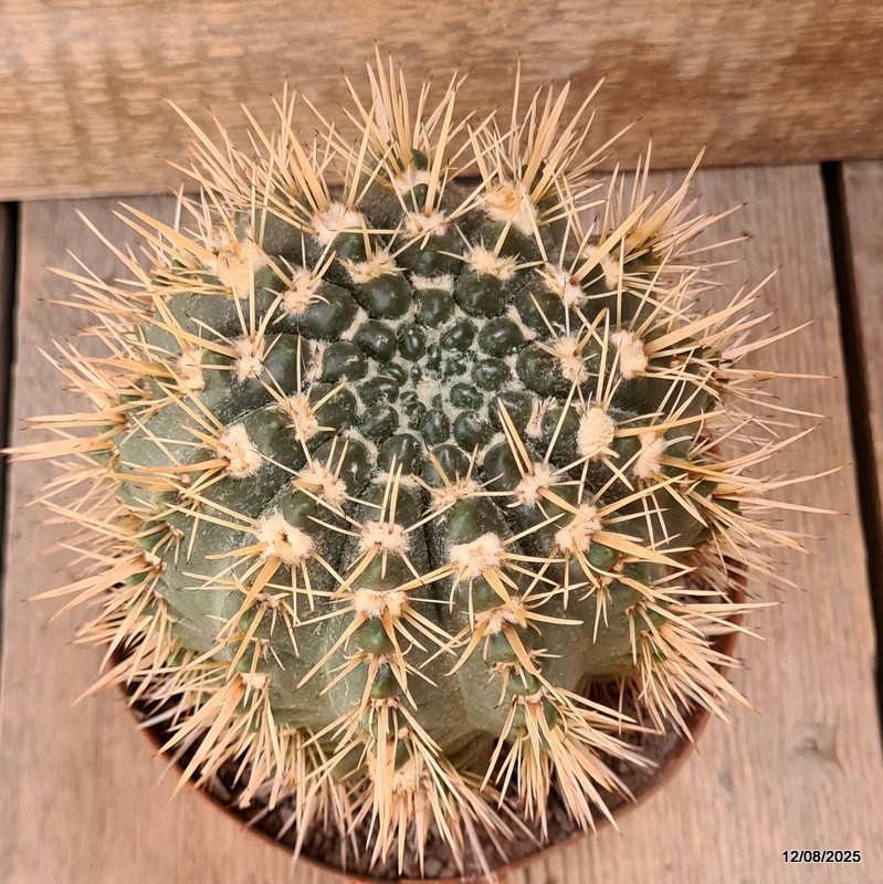 D5903 NOTOCACTUS SUBMAMMULLOSUS pot14-H13-W12 cm MaMa Cactus