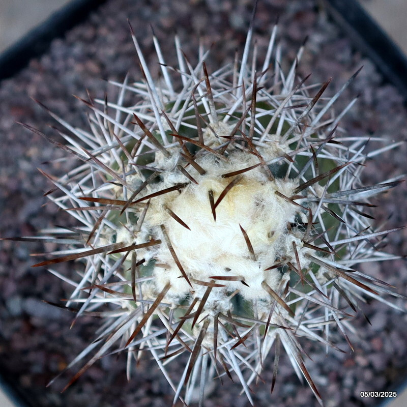 D3181 COPIAPOA PENDULINA KK1391 pot14-H11-W6 cm MaMa Cactus