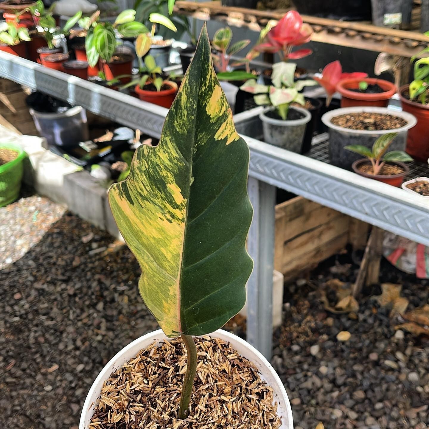 Philodendron Caramel Marble Variegated 1-2leaf + phitosanitary