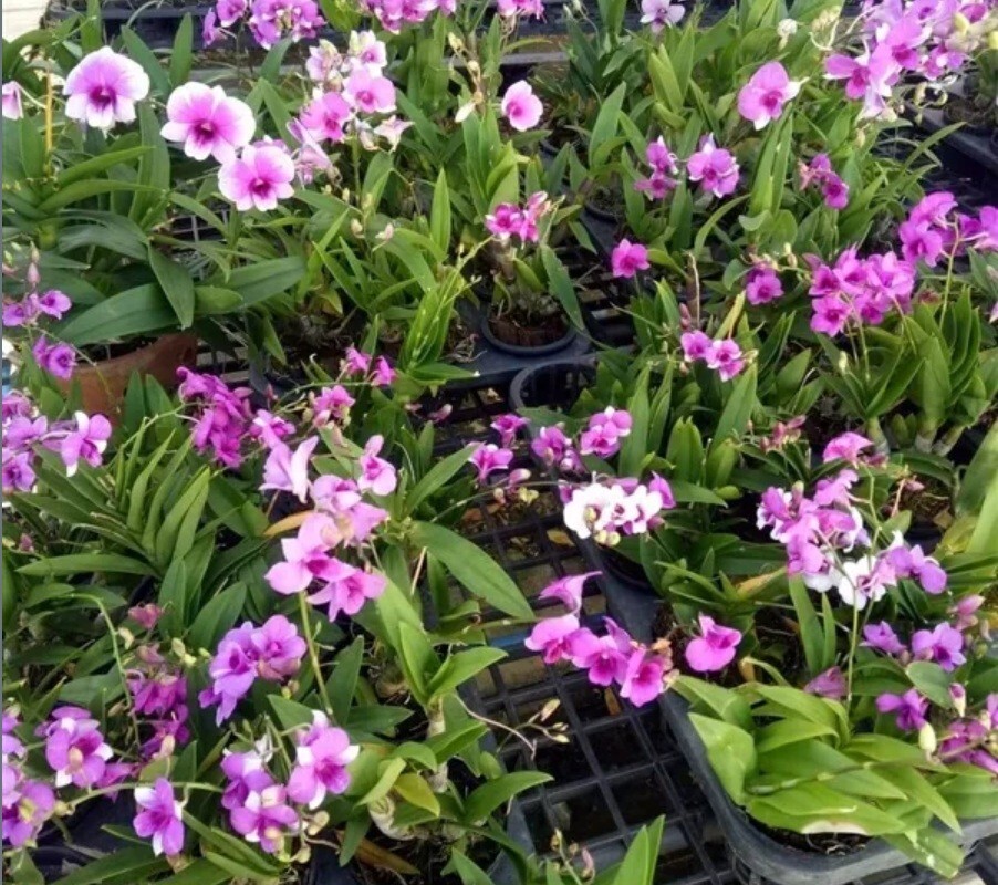 3 bunch AIR ORCHIDS , Mini Dendrobium , Mini Yaya,flowering