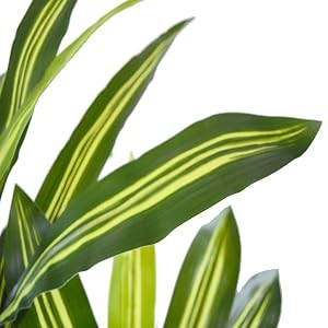 Artificial Dracaena Tree 5ft, Fake Plant with White Tall Planter, Faux Yucca