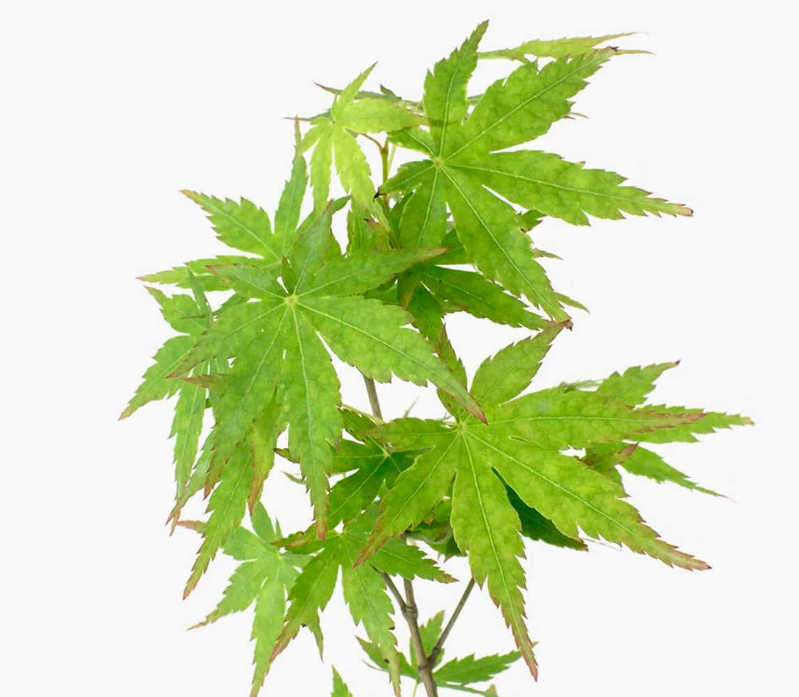 Acer palmatum polymorphum cv ‘VIRIDIS’ – Green Japanese Maple
