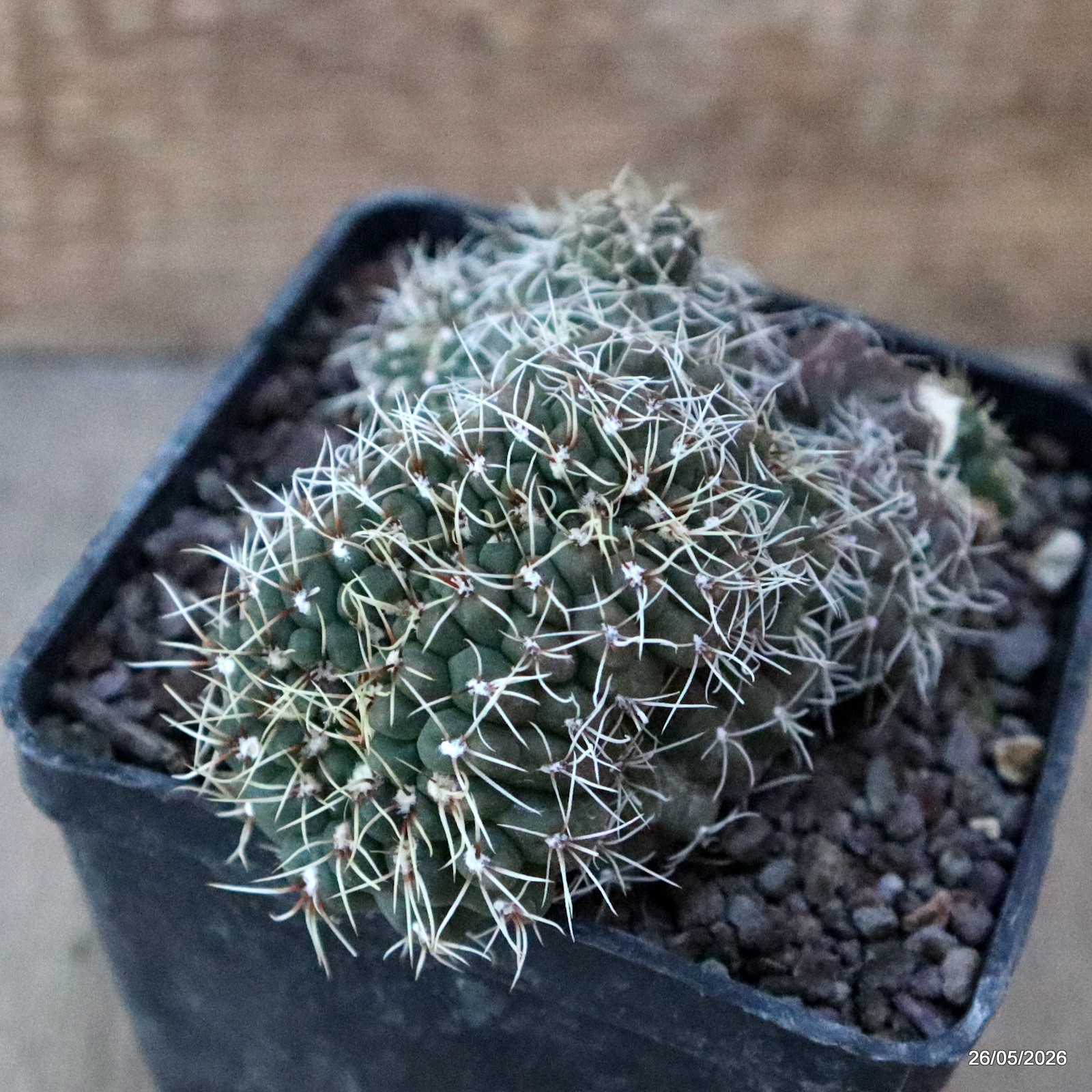 D5661 GYMNOCALYCIUM BALDIANUM CRESTED MONSTER pot10-H7,5-W12 cm MaMa Cactus