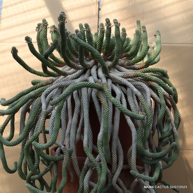D1722 EUPHORBIA INERMIS VERY OLD BIG CAUDEX pot30-H80-W60 cm MaMa Cactus