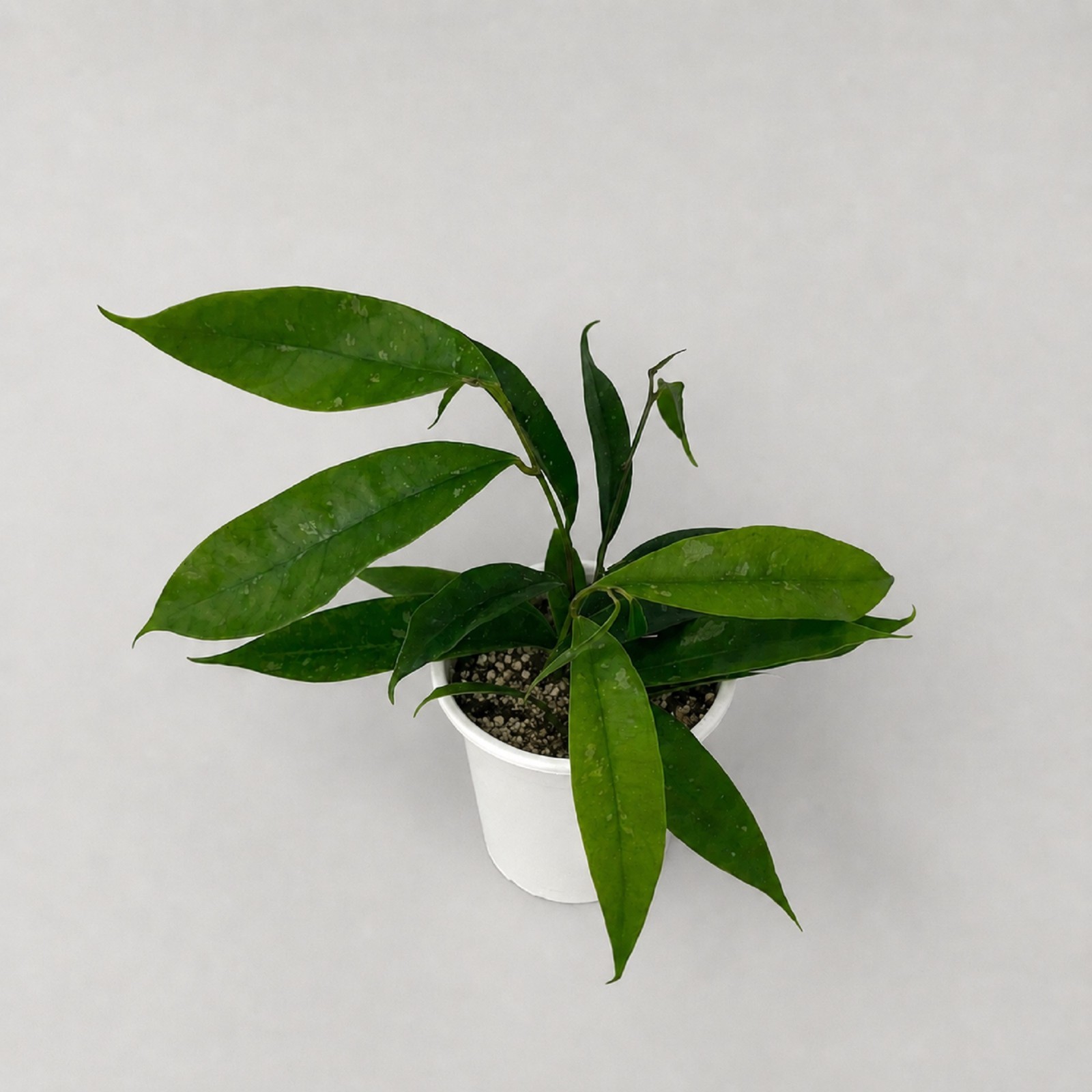 Rare Hoya Mappigera Borneo Live Plant Fragrant Tropical Wax Plant Grow in pot