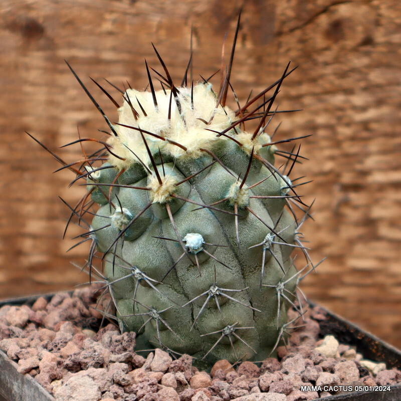 D2942 COPIAPOA LONGISPINA pot8-H6-W5 cm MaMa Cactus