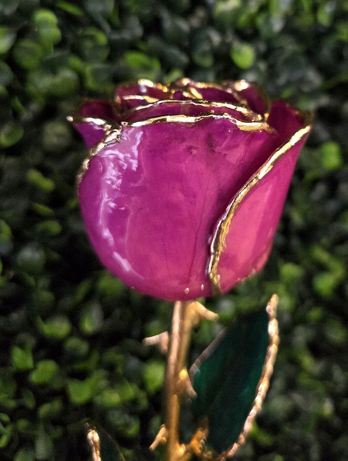 24k Gold Dipped Amethyst Colored Lacquer Real Rose Valentine’s Day Holiday Gift