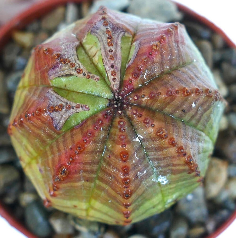 Euphorbia obesa GREEN PINK – Baseball plant | Ball euphorbia