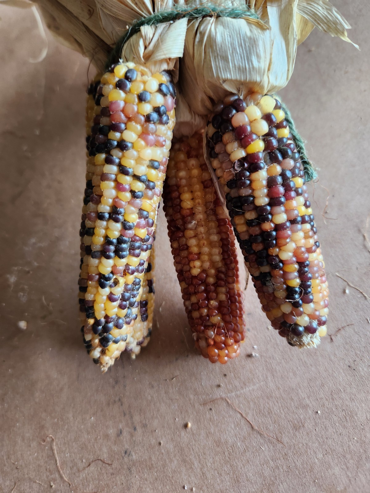 Mini Indian Corn, Approx 5″ Long – Thanksgiving, Fall, Decor, Small #10