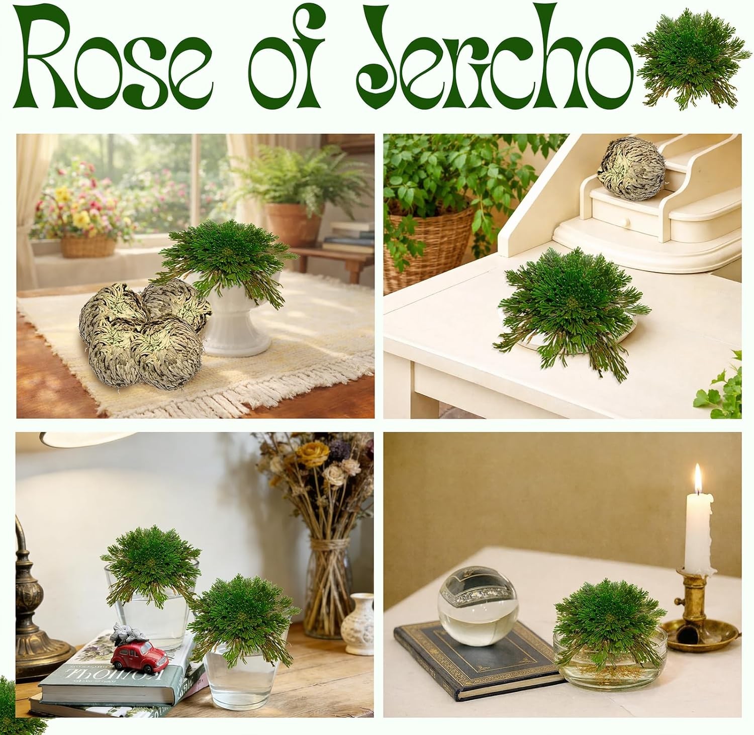 11 Pack Rose of Jericho Resurrection Plants, 1–2 Inch Rosa de Jerico Original,