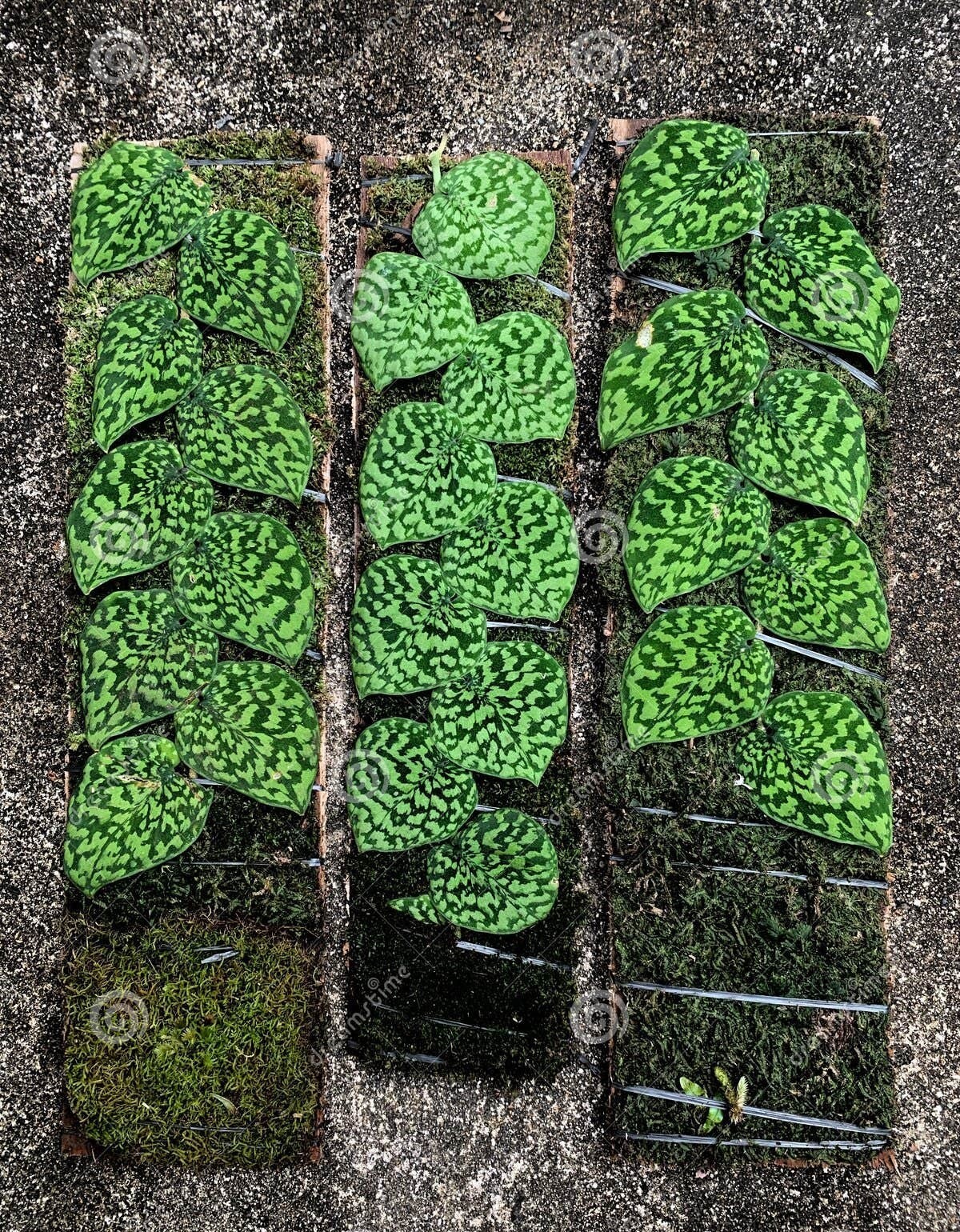 Scindapsus Snake Scale, Rare Variegated, Real Picture, Aroid Houseplant