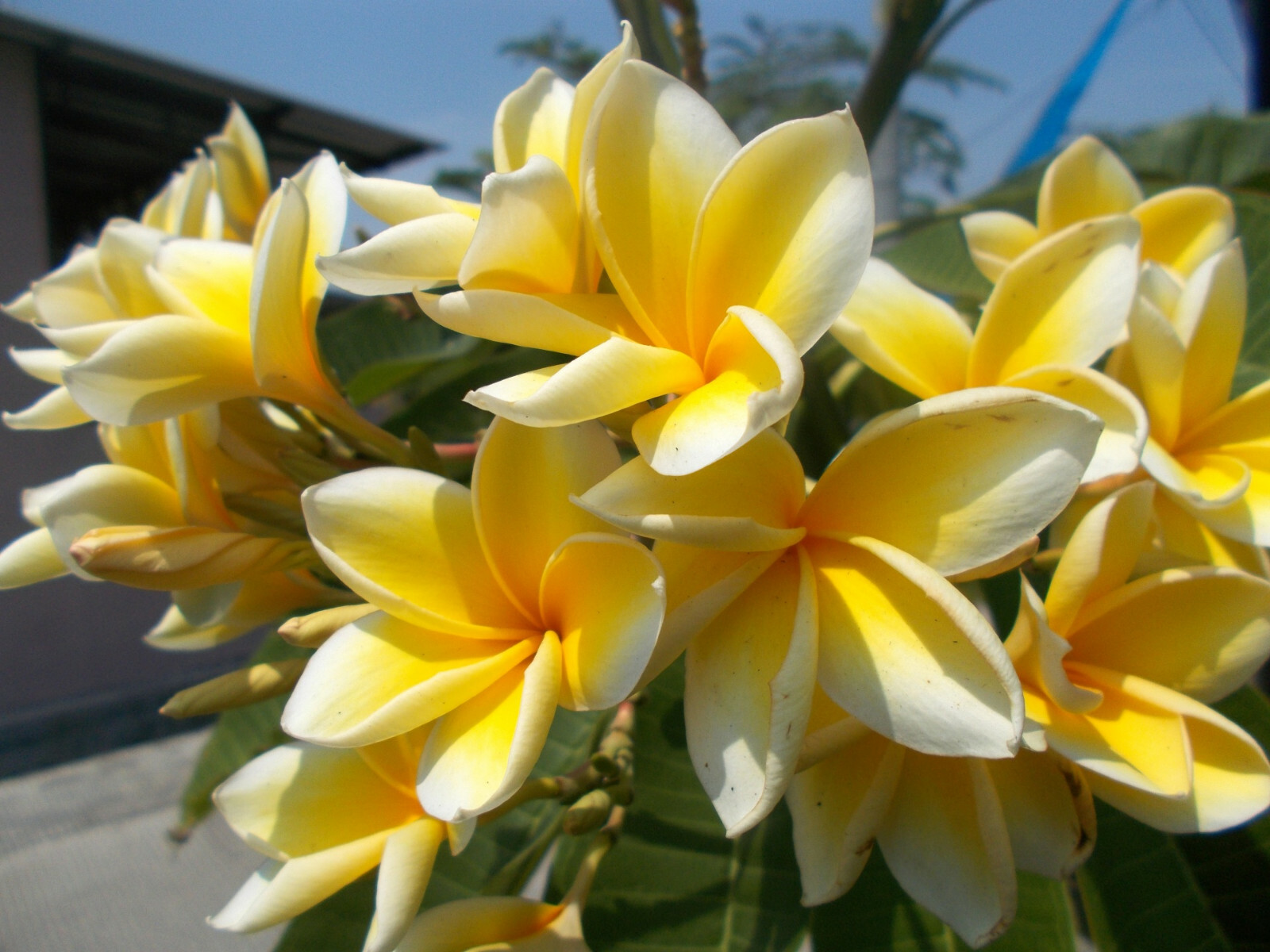 HAWAIIAN YELLOW PLUMERIA FRANGIPANI PLANT CUTTING – 9 – 12 IN. LONG UNROOTED