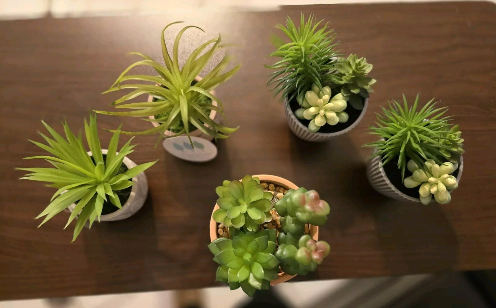Beautiful Succulent Plants, All 5! Easy, No Mess House Decor. Sold Together.