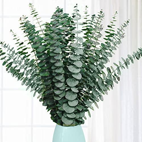 20 Pcs Preserved Dried Eucalyptus Stems, 17″ Natural Fresh Eucalyptus Branches