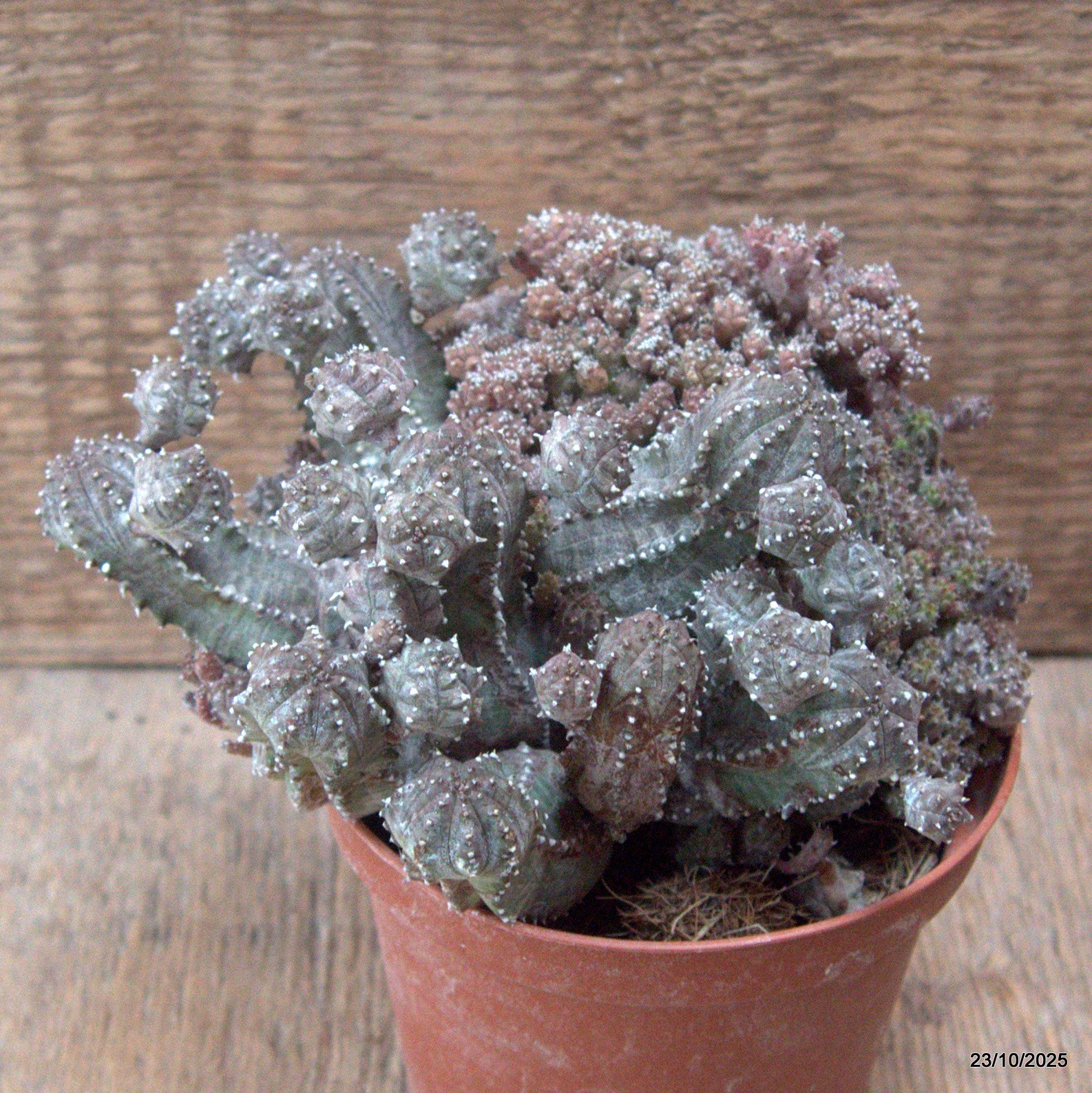 D7133 EUPHORBIA PSEUDOGLOBOSA pot10-H10-W15 cm MaMa Cactus