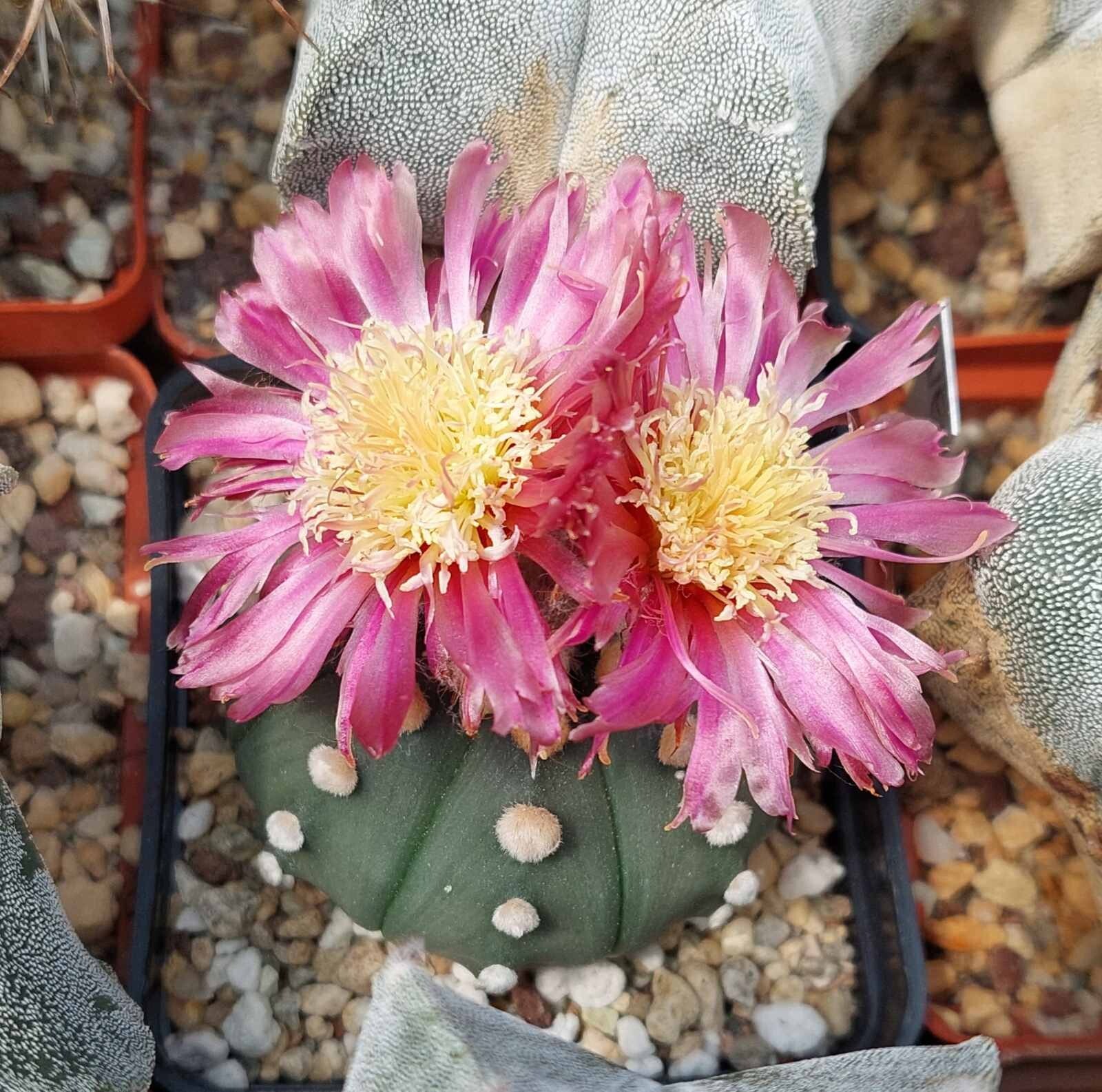Astrophytum asterias ‘Akabana’ 100seeds harvest 2025