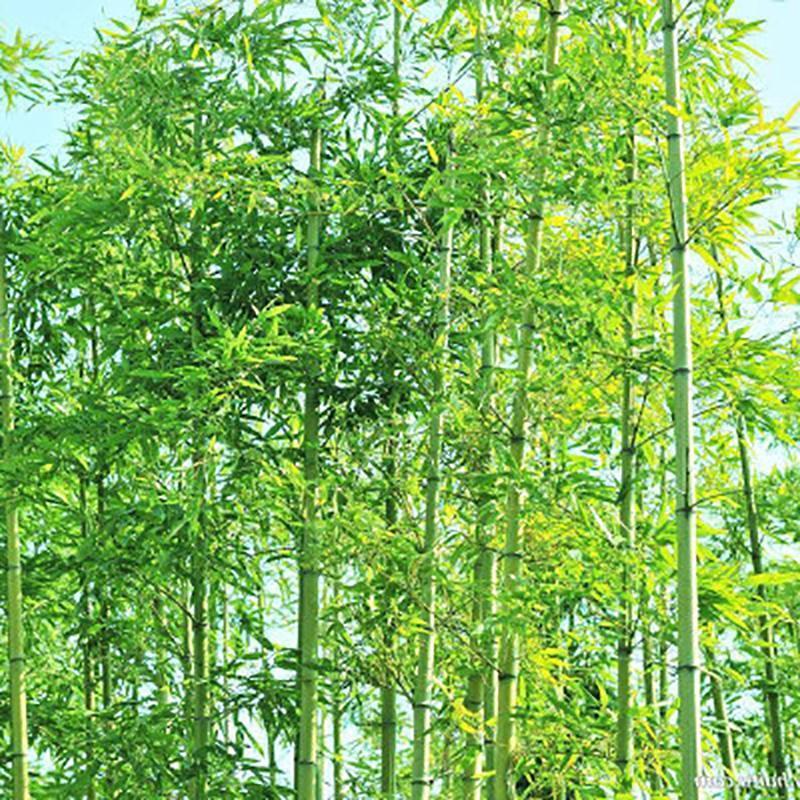 Giant Bamboo Seeds Perennial evergreen Grows Edible Bamboo shoots 100Pcs