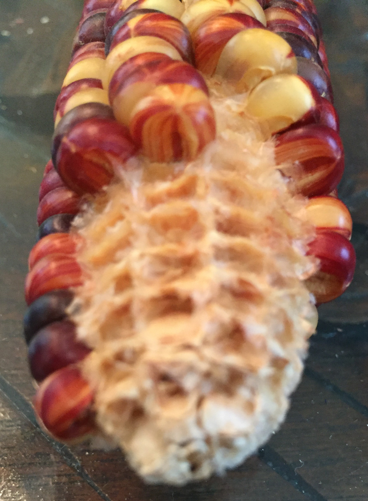 native american Indian Corn various lengths Thanksgiving Fall Decor