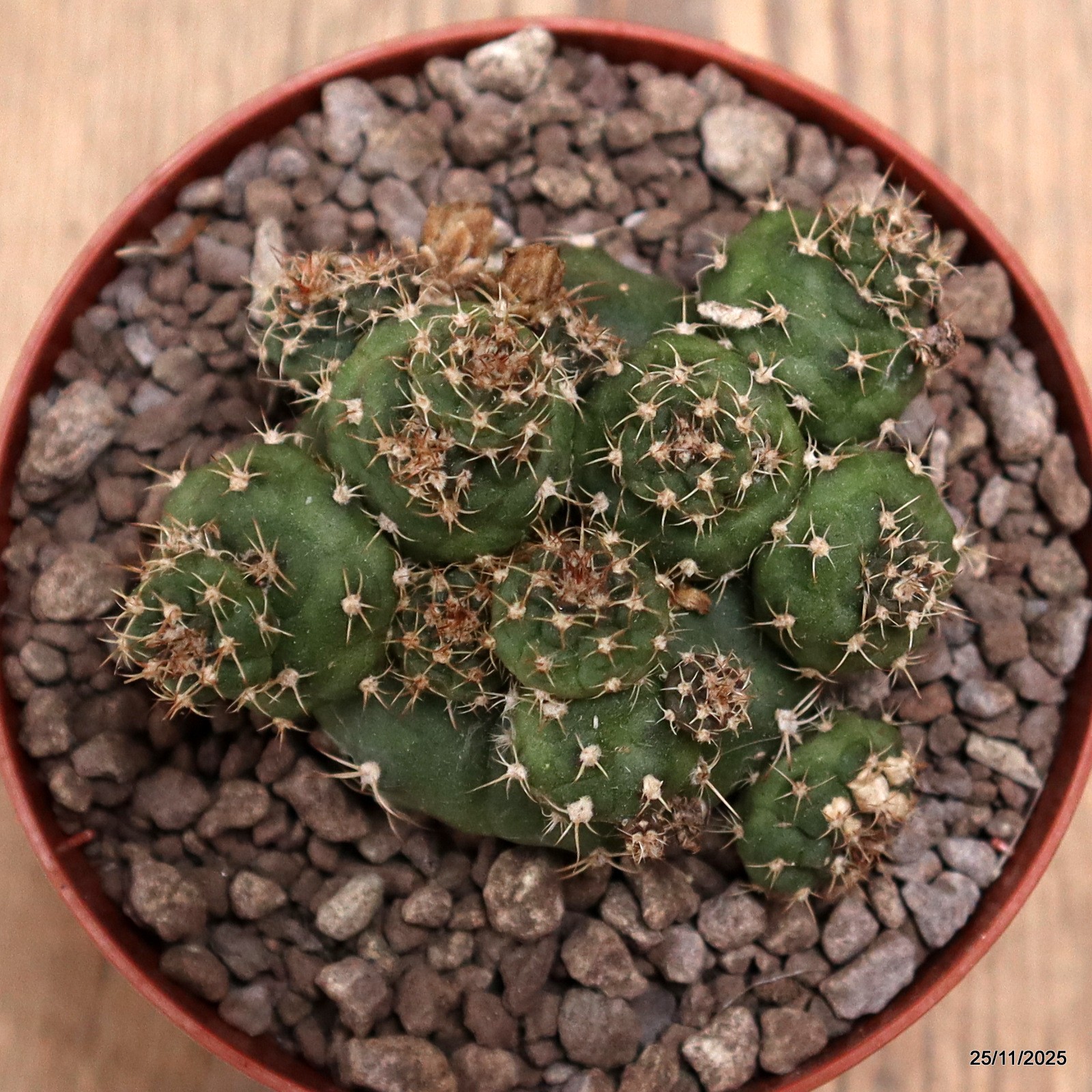 D7487 GYMNOCALYCIUM SP. MONSTER pot10-H6-W8 cm MaMa cactus