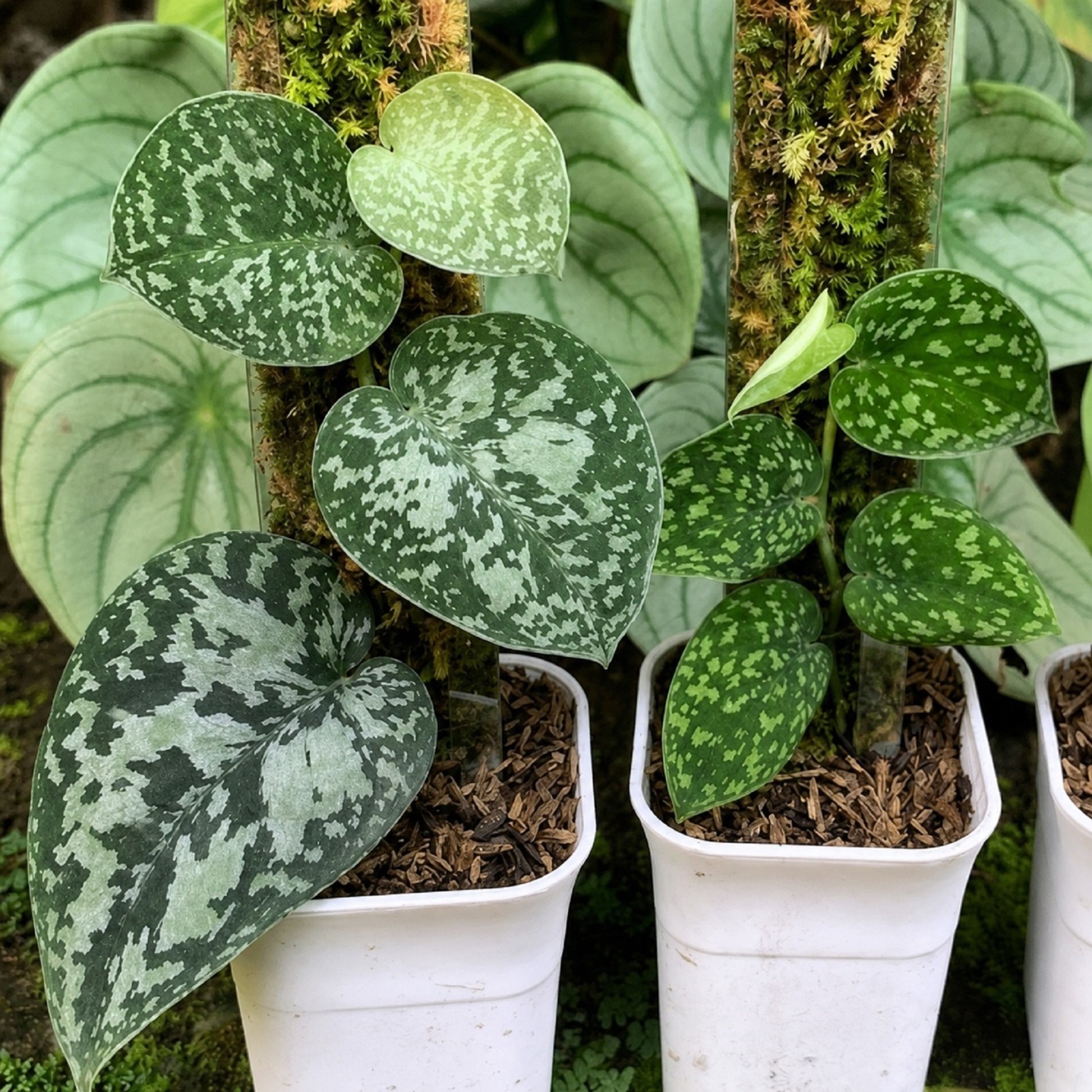 Scindapsus Tricolour Silver Platinum Rare Plant Variegated Silver Aroid Exotic