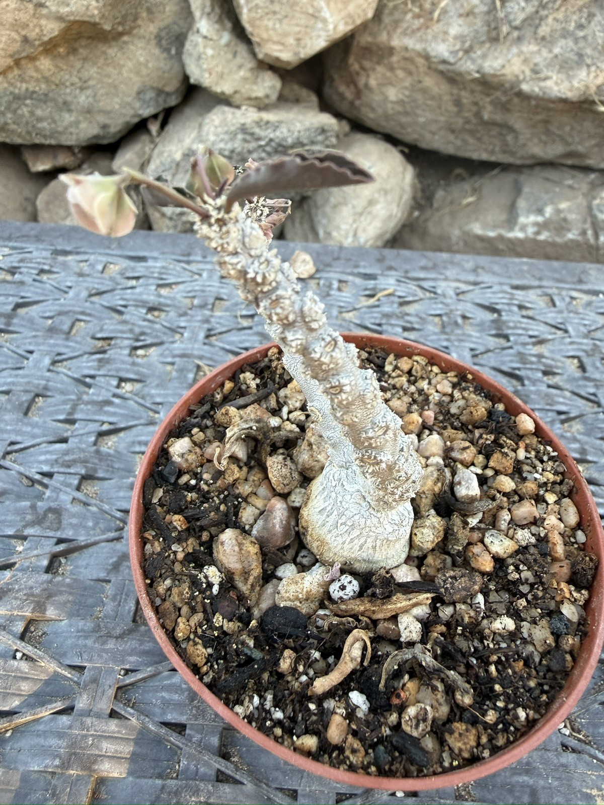 Euphorbia suzannae-marnierae