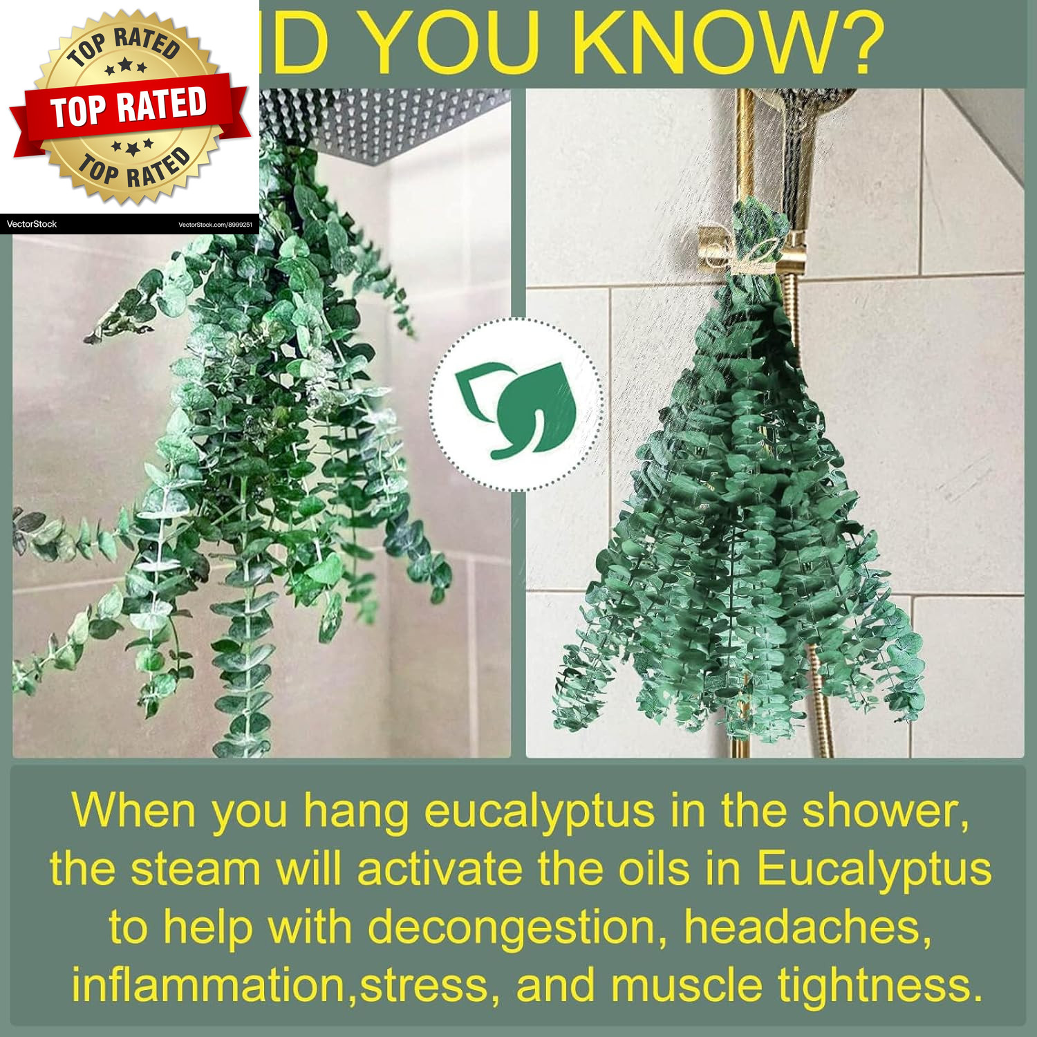 Bulk Package 30 PCS Real Dried Eucalyptus Plant Large Stems for Shower
