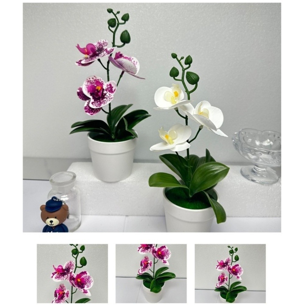 Modern Minimalist Phalaenopsis Orchid Bonsai Potted Plant for Tabletop Use