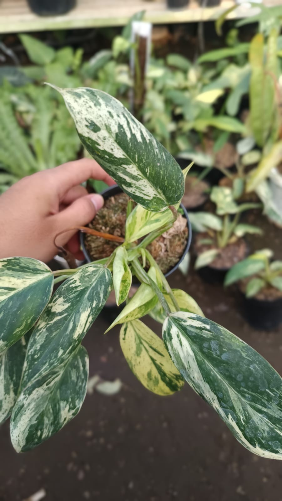 Real Picture Philodendron Ilsemanii Philippines ‘ Emerald Ice ‘ Variegated