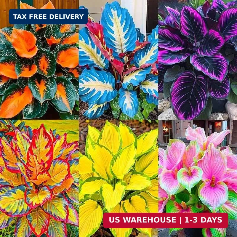 185+ Mix Color Hosta Seeds for Planting – Shade Tolerant Perennials Flowers