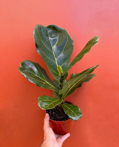 FICUS LYRATA Large Leaf Fig 6″ Pot| LIVE Indoor & Outdoor Tropical House Plant