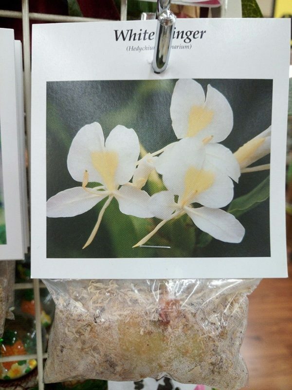 4 PACK HAWAIIAN TROPICAL WHITE GINGER PLANT BARE ROOT – Easy To Grow In/Outdoor