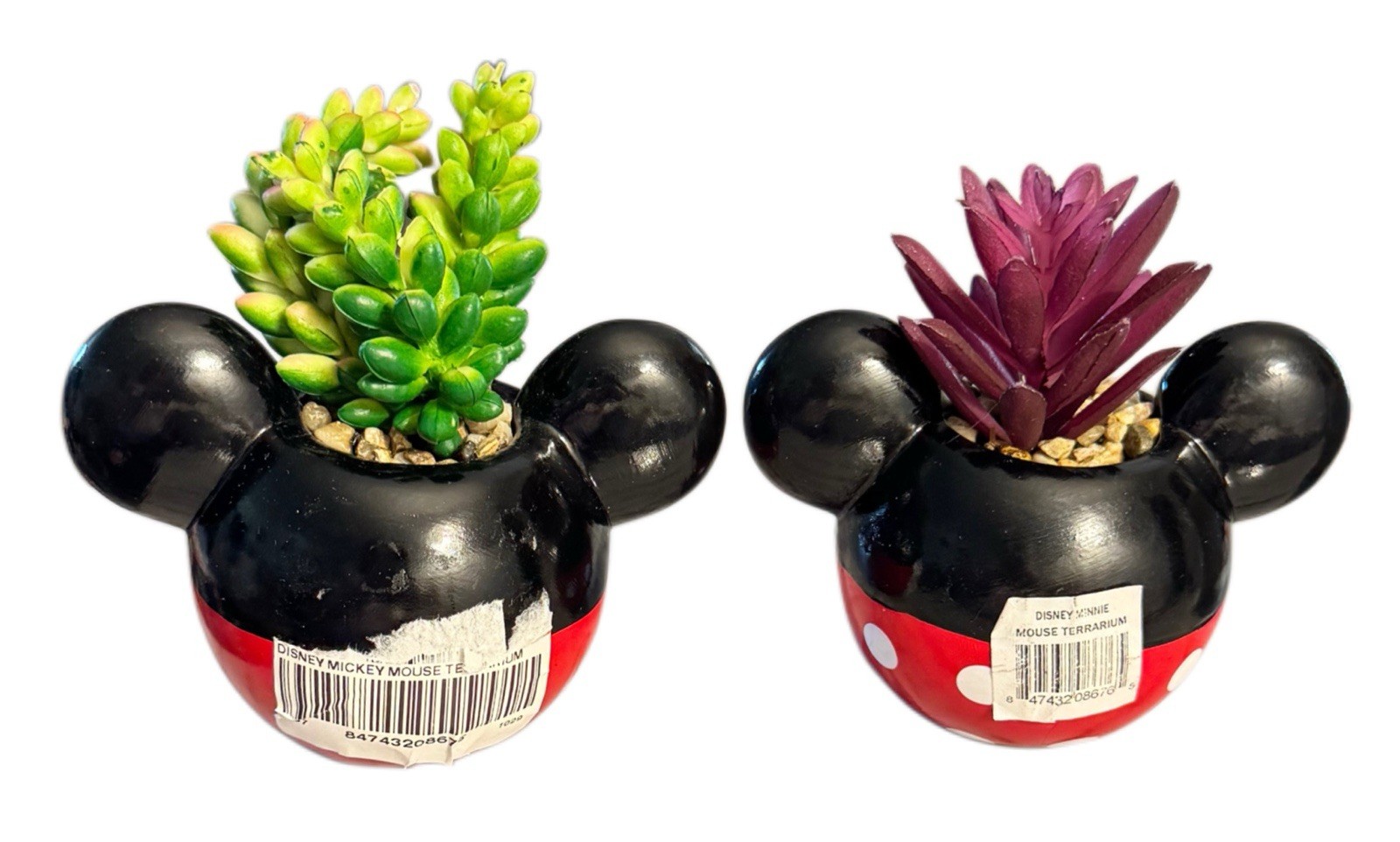 Mickey & Minnie Classic Succulent Set (2 Piece Set) Cute Plant Decor