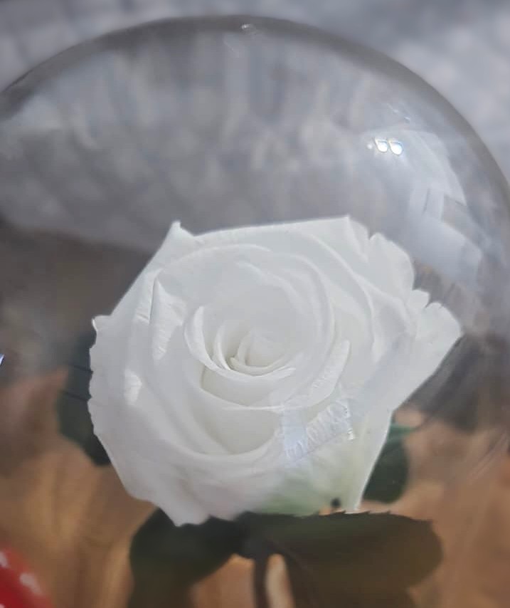 Rose Eternal White Real Flower in Glass Dome Lasts 2-3 Years Valentine’s Day Gif