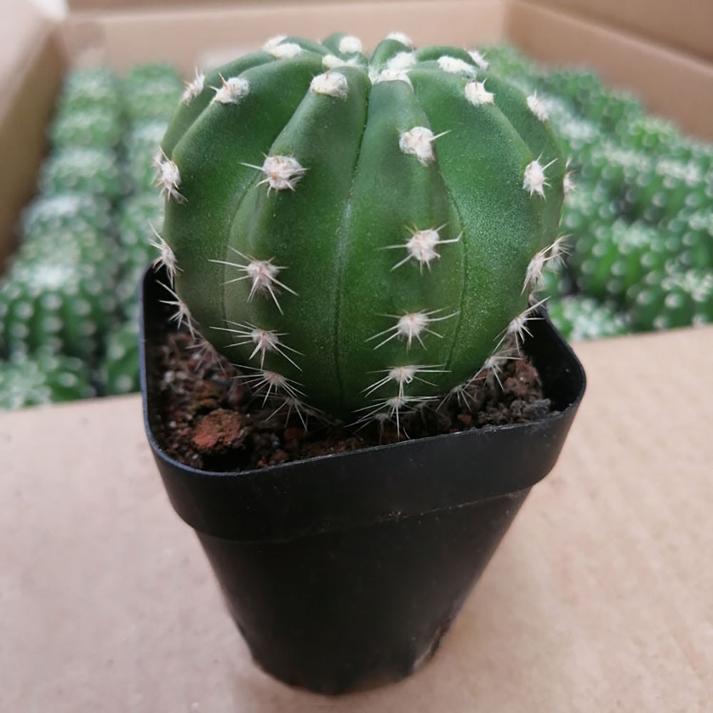 Echinopsis oxygona (Short Hair Ball Cactus) – Live Potted Plant