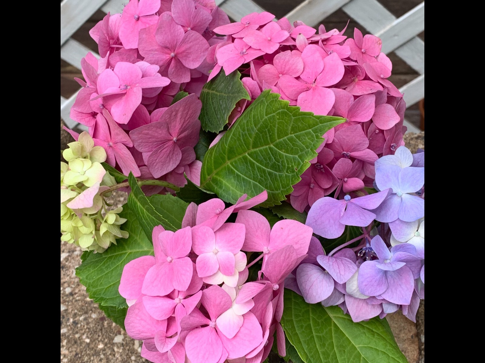 Fresh Cut Variety Flowers – Garden of Eden Flower Company