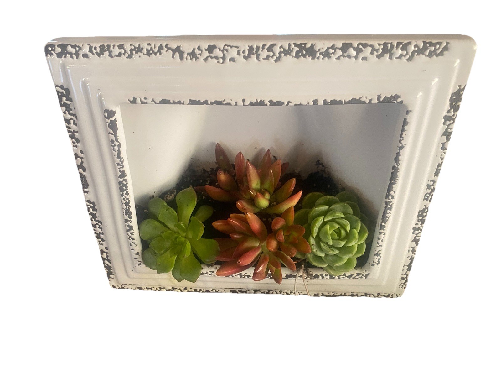 Framed Succulents Live Desk Counter Home Decor Farmhouse Gift Ceramic New Plant