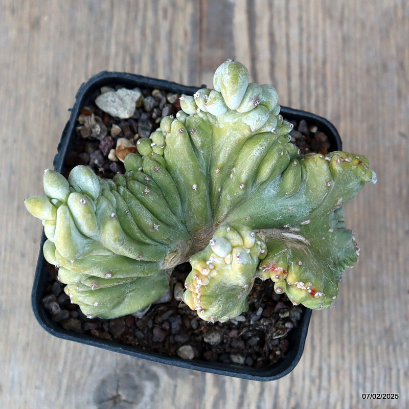 D1494 MYRTILLOCACTUS GEOMETRIZANS STRICTUS pot 9 cm H 6 cm W 10 cm MaMa Cactus