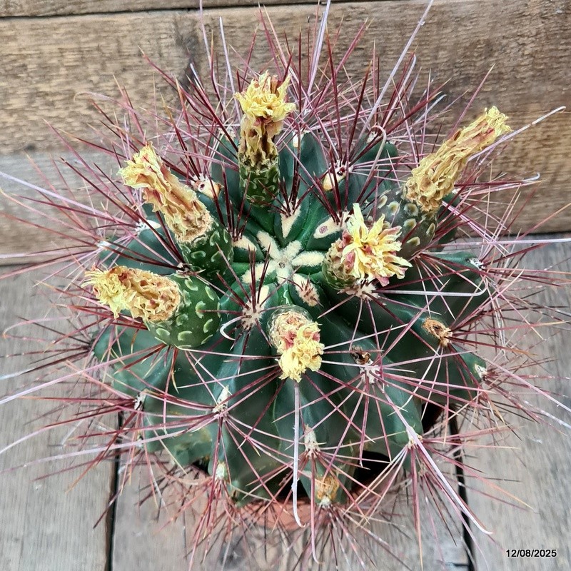 D5870 FEROCACTUS SETISPINUS pot18-H19-W23 cm MaMa Cactus