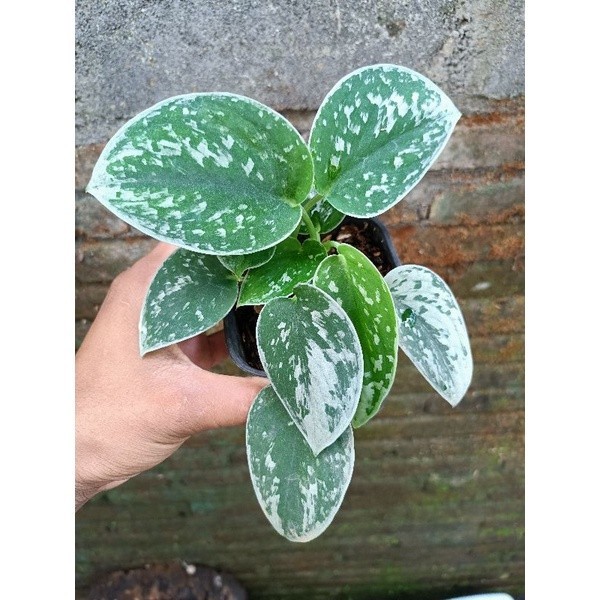 Scindapsus silver ann, Rare Variegated, Real Picture, Aroid Houseplant