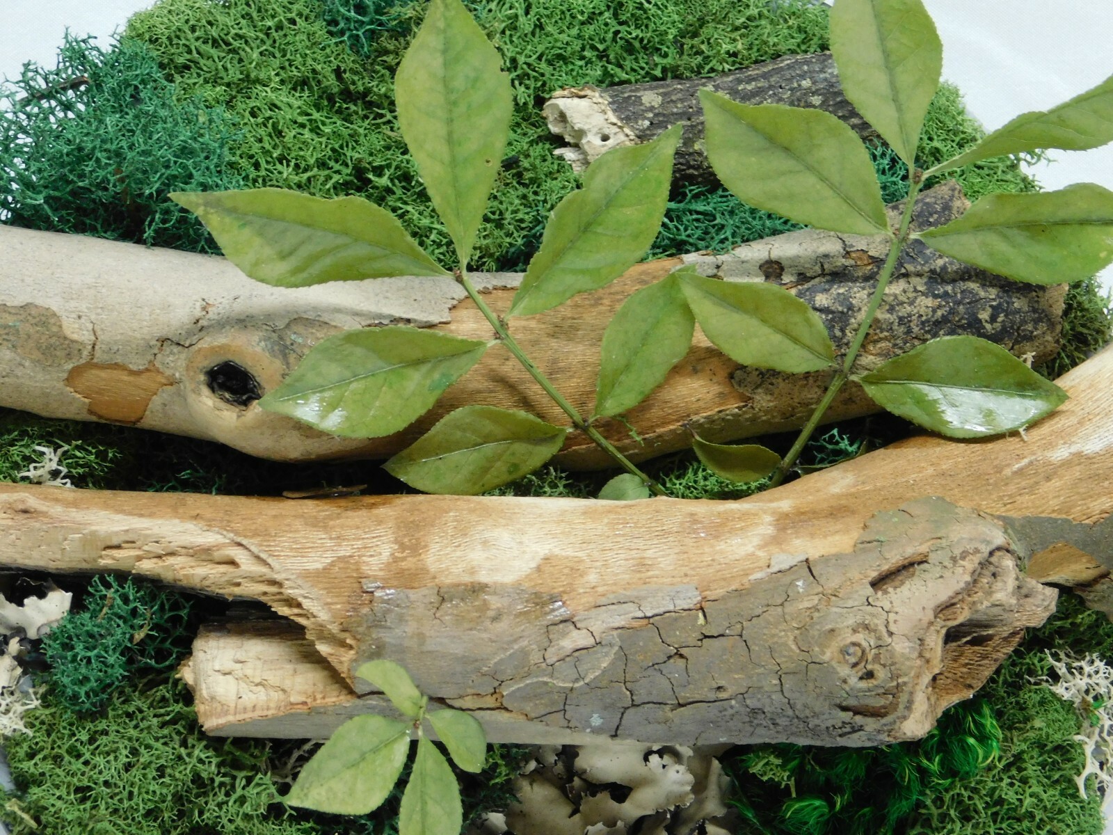 FREE SHIPPING preserved moss wall art with branches, mounted on cherry board 8″