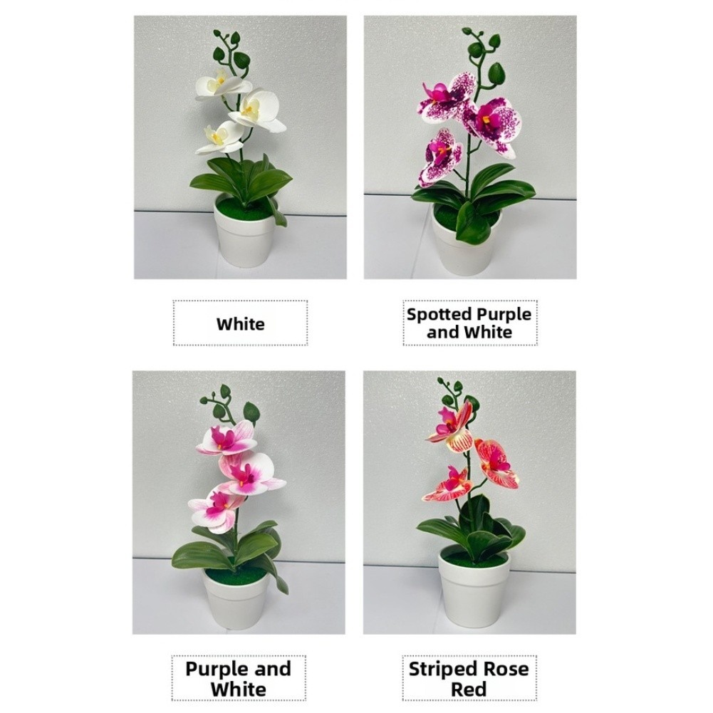 Modern Minimalist Phalaenopsis Orchid Bonsai Potted Plant for Tabletop Use