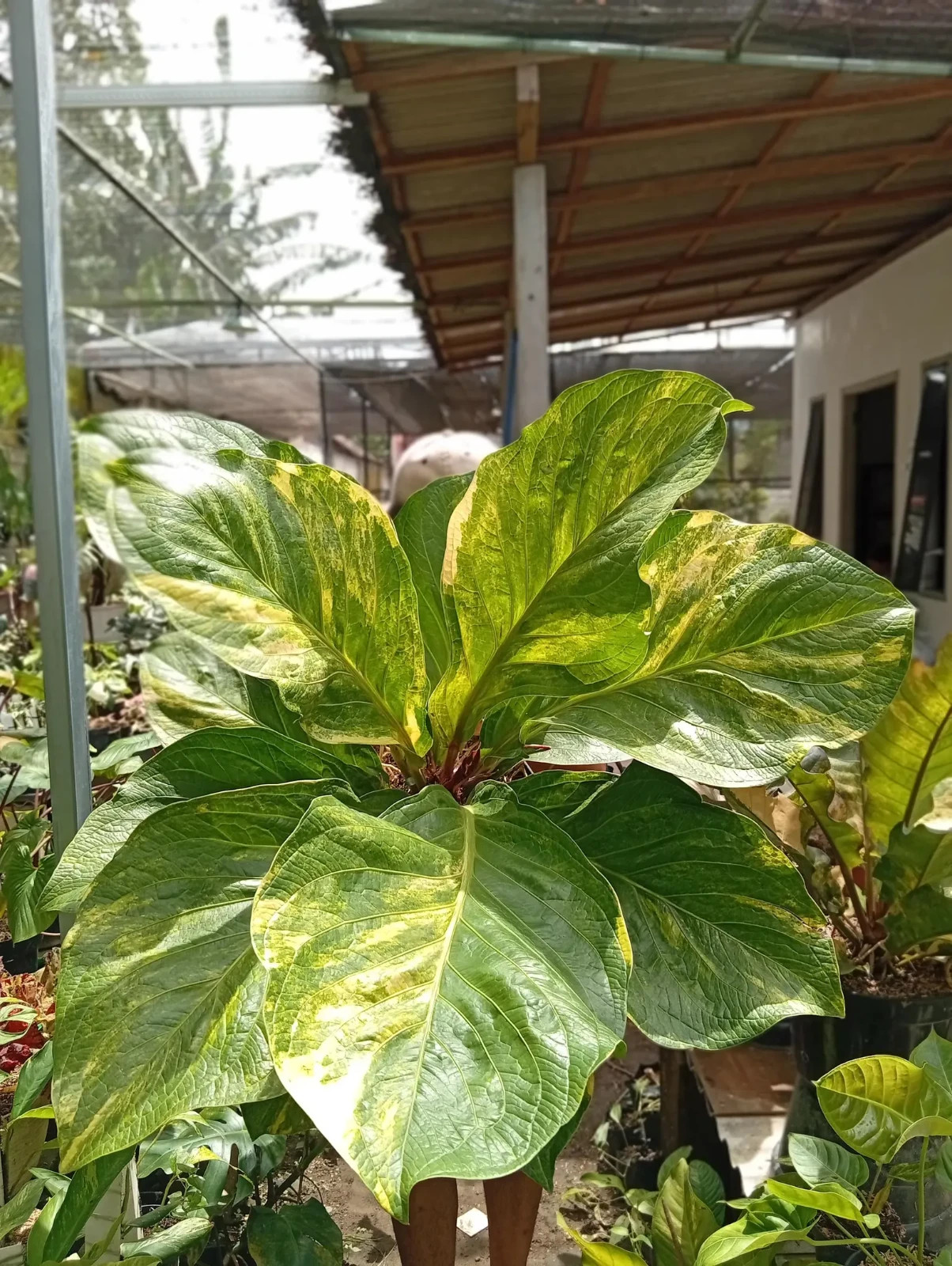 Real Picture Anthurium Jemanii Cobra Batik Variegated Big Size