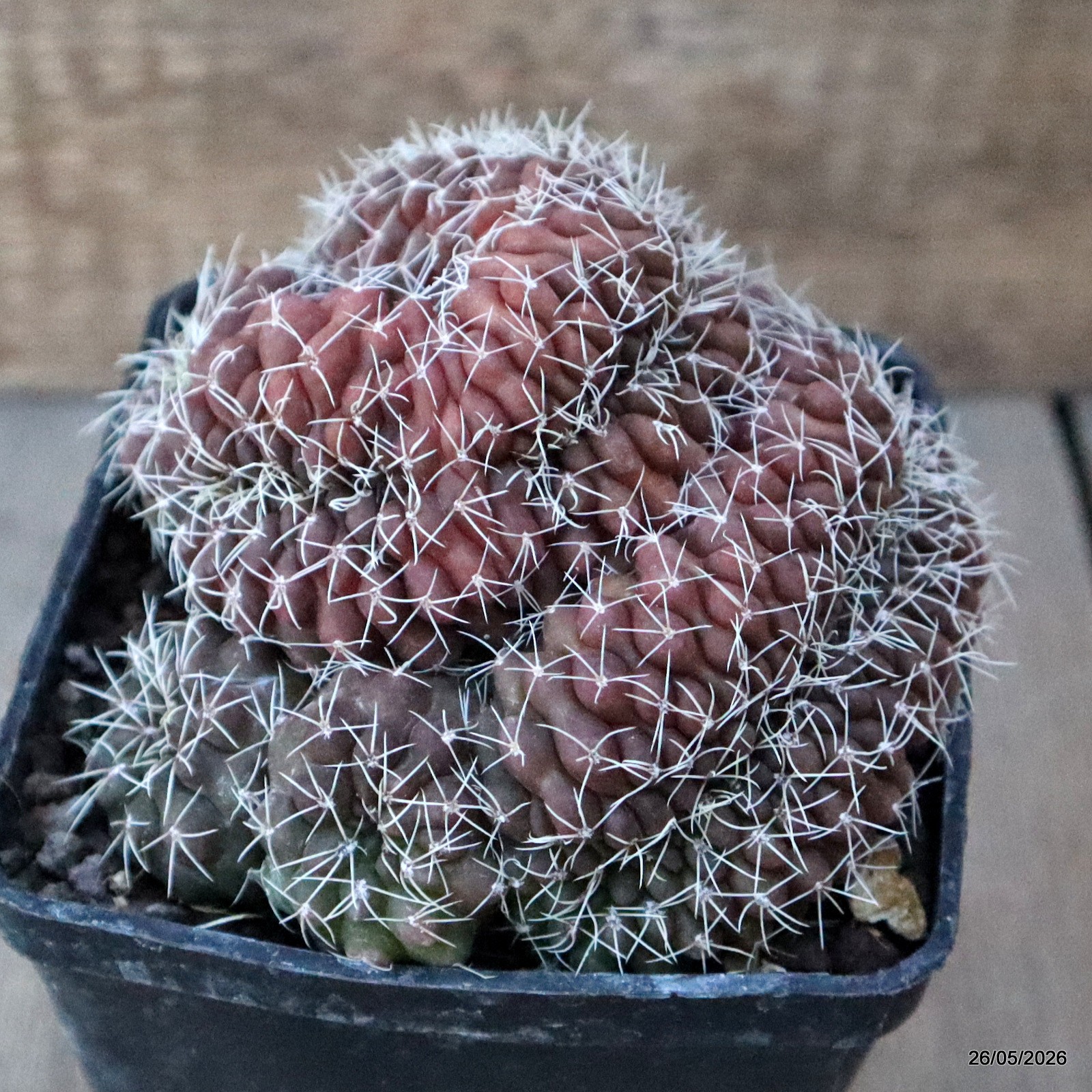 D5667 GYMNOCALYCIUM BALDIANUM CRESTED pot10-H8-W11,5 cm MaMa Cactus