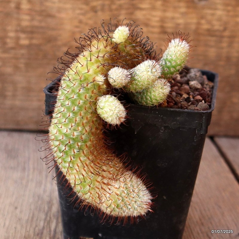 D4975 MAMMILLARIA PEREZDELAROSAE pot9-H11-W7 cm MaMa Cactus