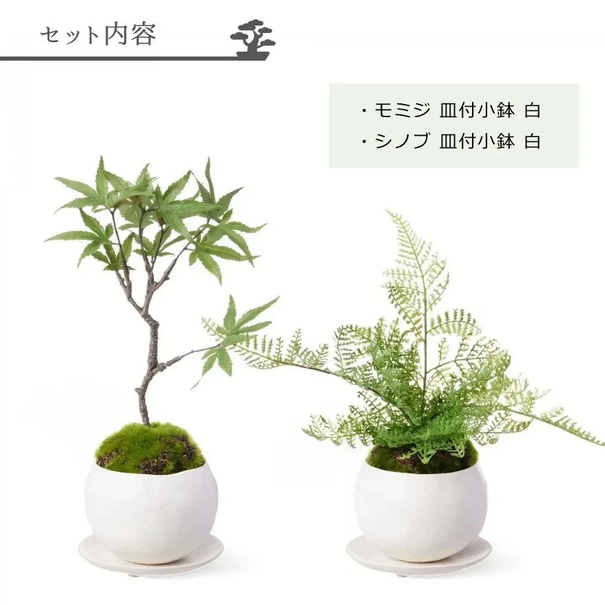 Cup Bonsai Set Momiji & Fern Faux Plant 2pcs Made in Japan Mini Zen Decor