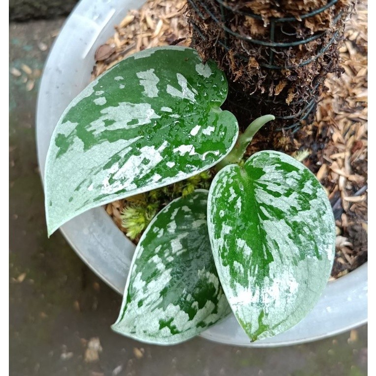 Scindapsus silver ann, Rare Variegated, Real Picture, Aroid Houseplant