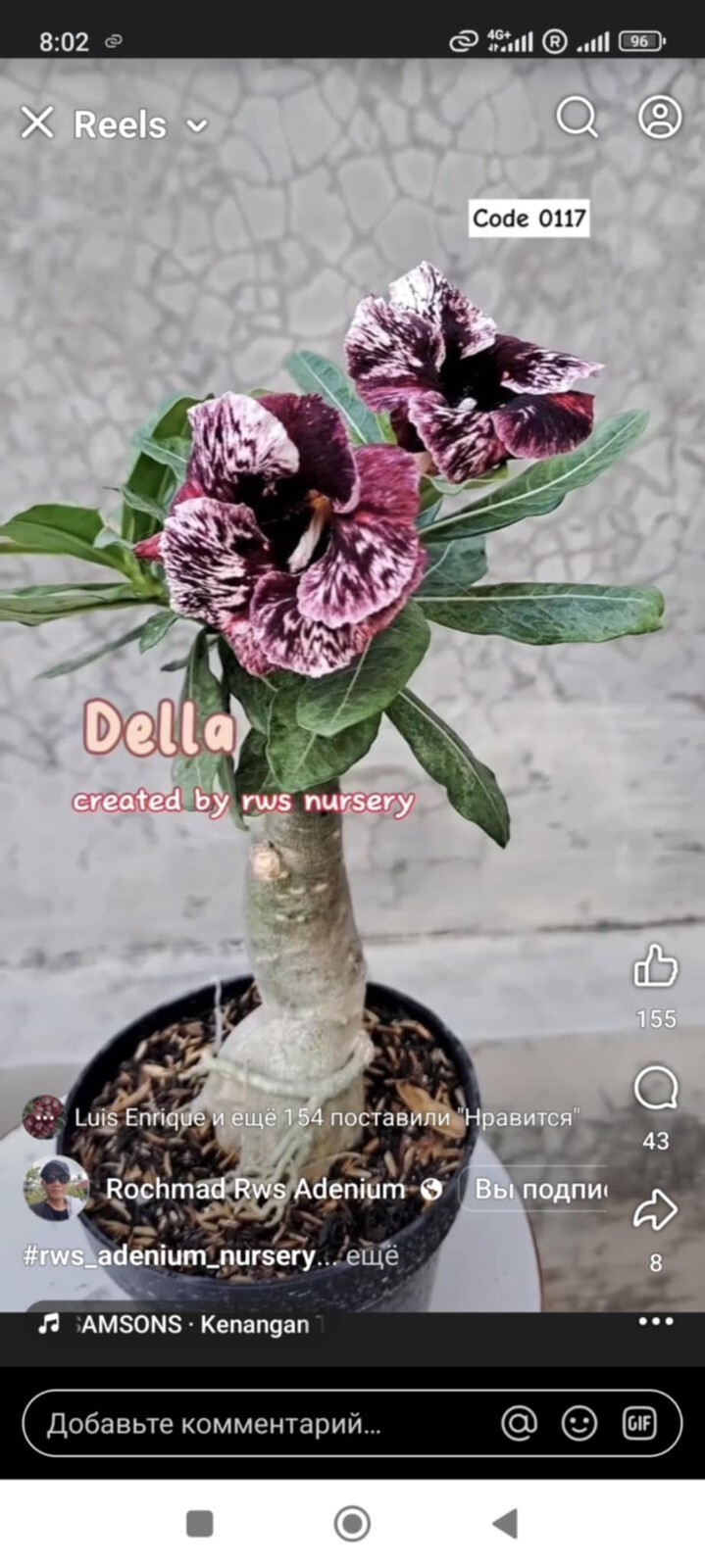 adenium plant