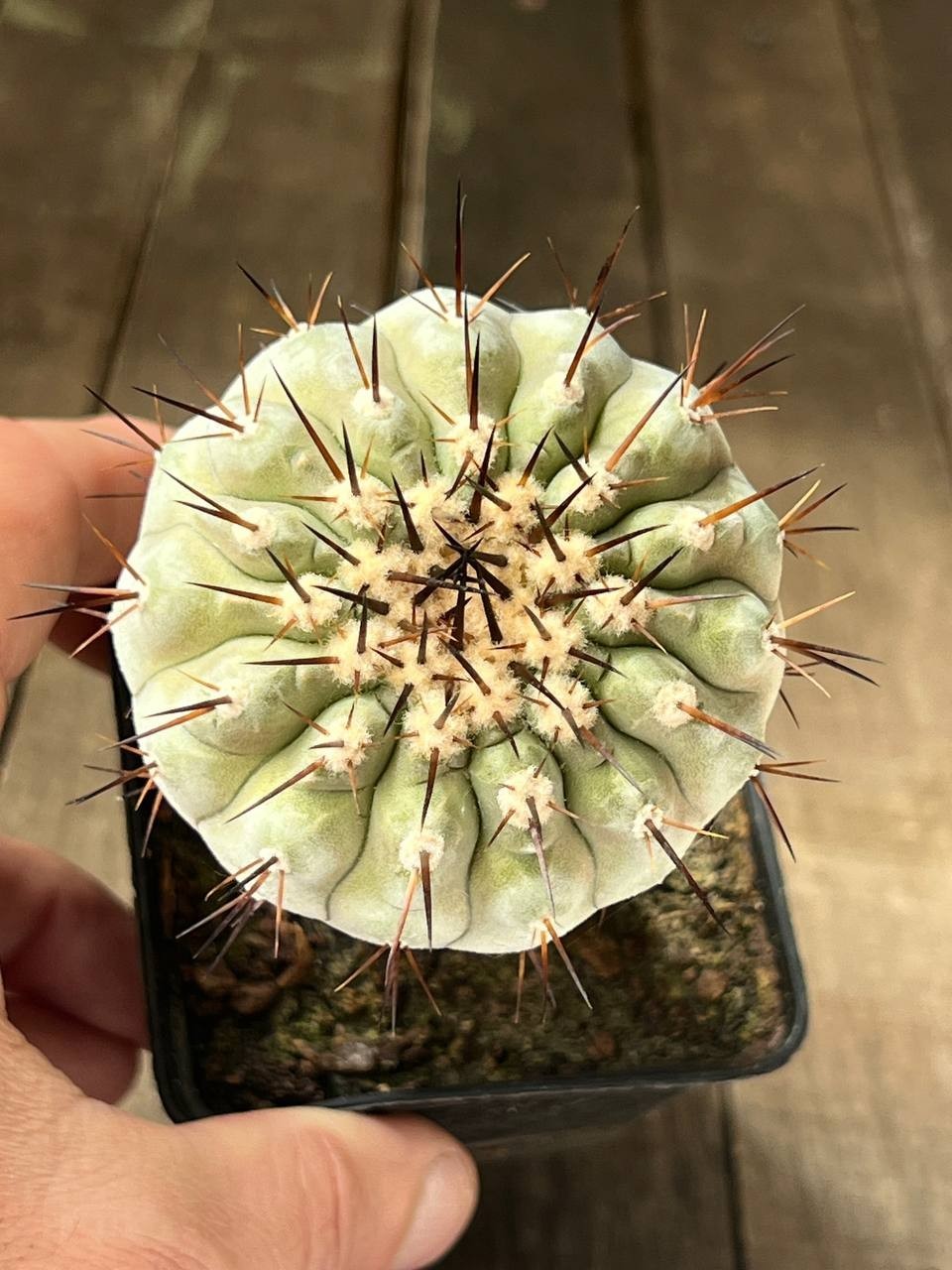 A44-2025 Copiapoa columna-alba, CS29, Esmeralda, Ant, grafted