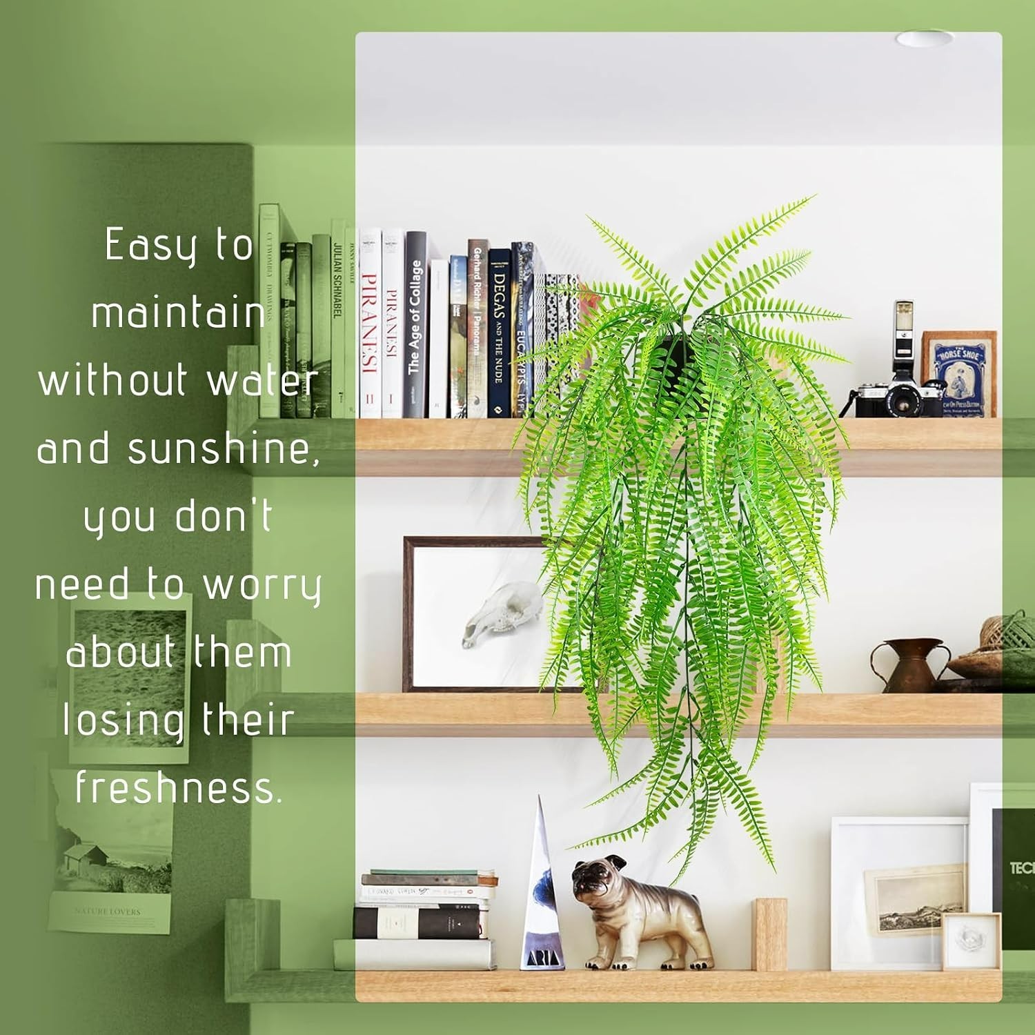 Elegant Hanging Boston Fern for Home and Office Spaces – No Maintenance Required